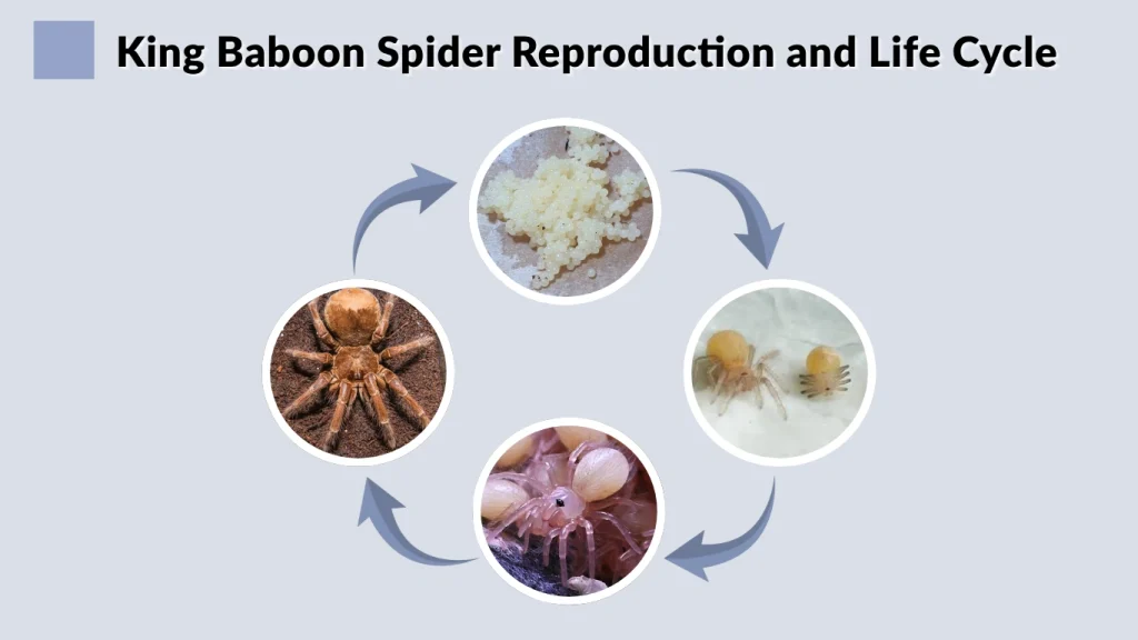 King Baboon Spider Reproduction and Life Cycle