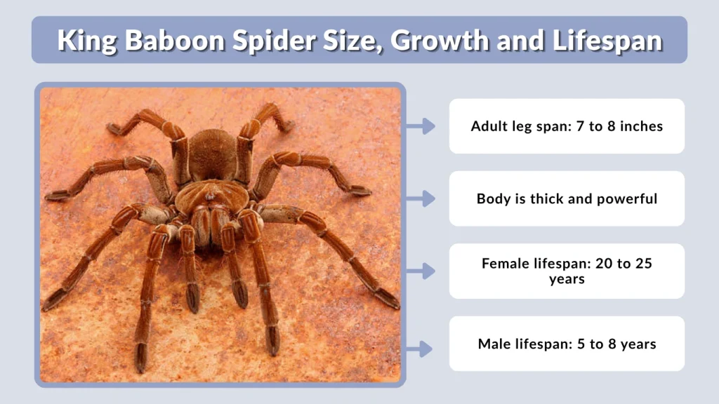 King Baboon Spider Size, Growth and Lifespan