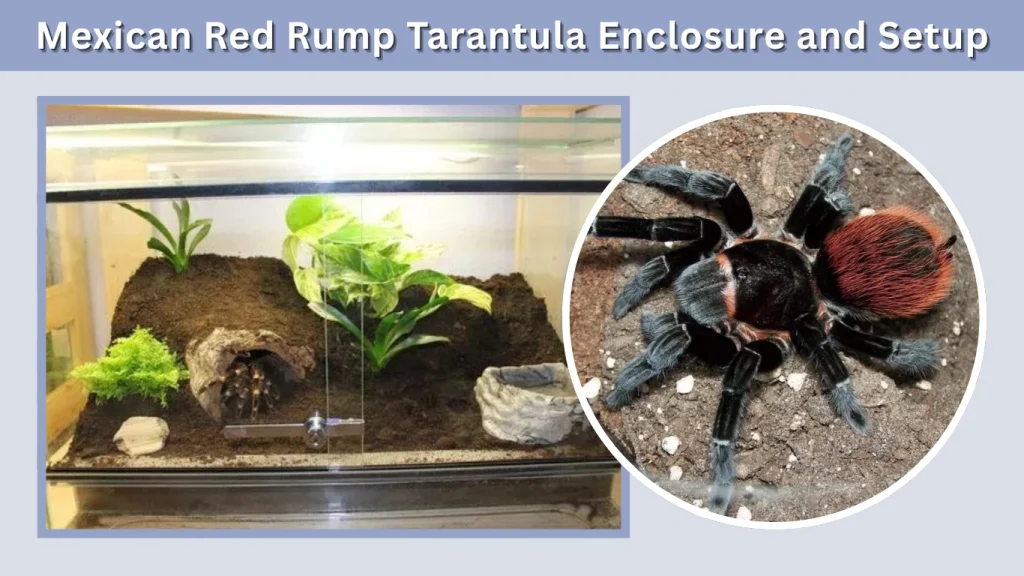 Mexican Red Rump Tarantula Enclosure and Setup