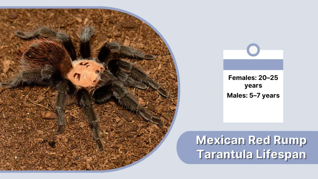 Mexican Red Rump Tarantula Lifespan