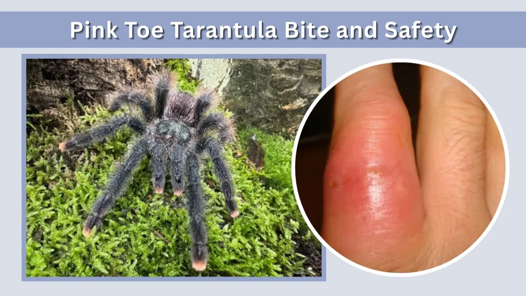 Pink Toe Tarantula Bite and Safety