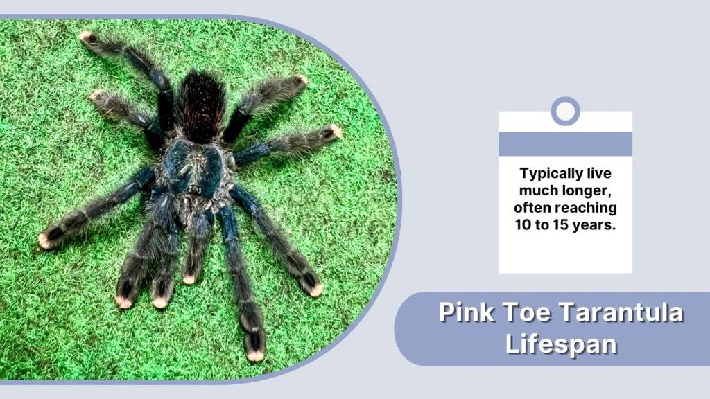 Pink Toe Tarantula Lifespan