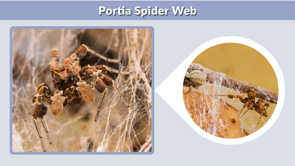 Portia Spider Web
