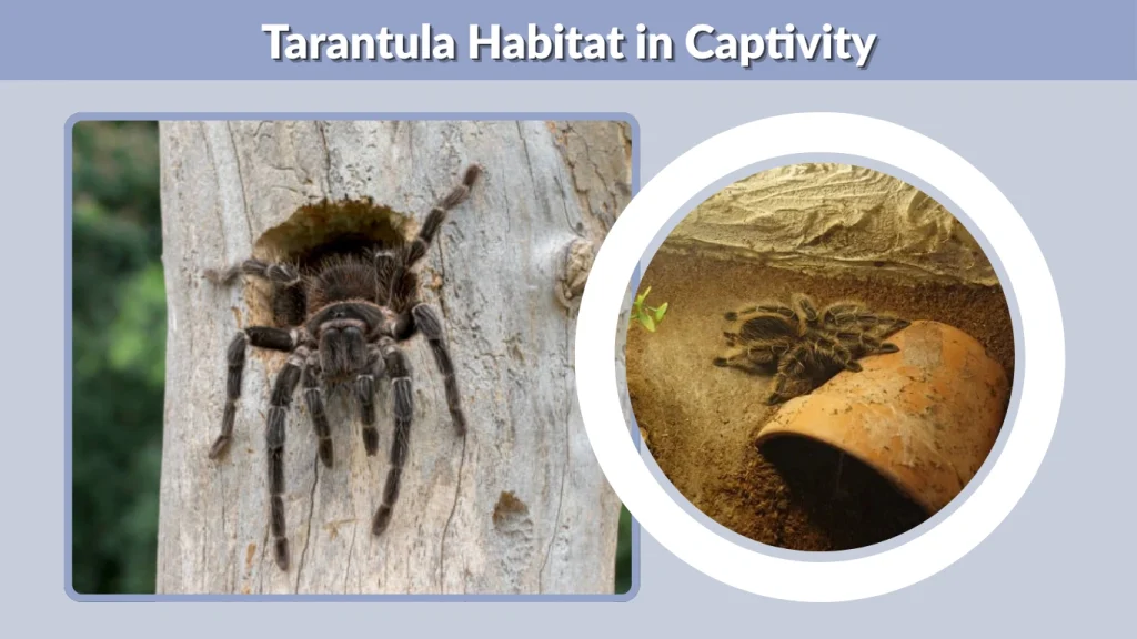 Tarantula Habitat in Captivity