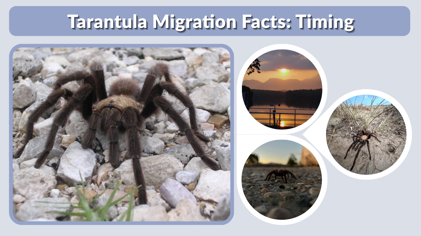 Tarantula Migration Facts Timing, Locations, Safety