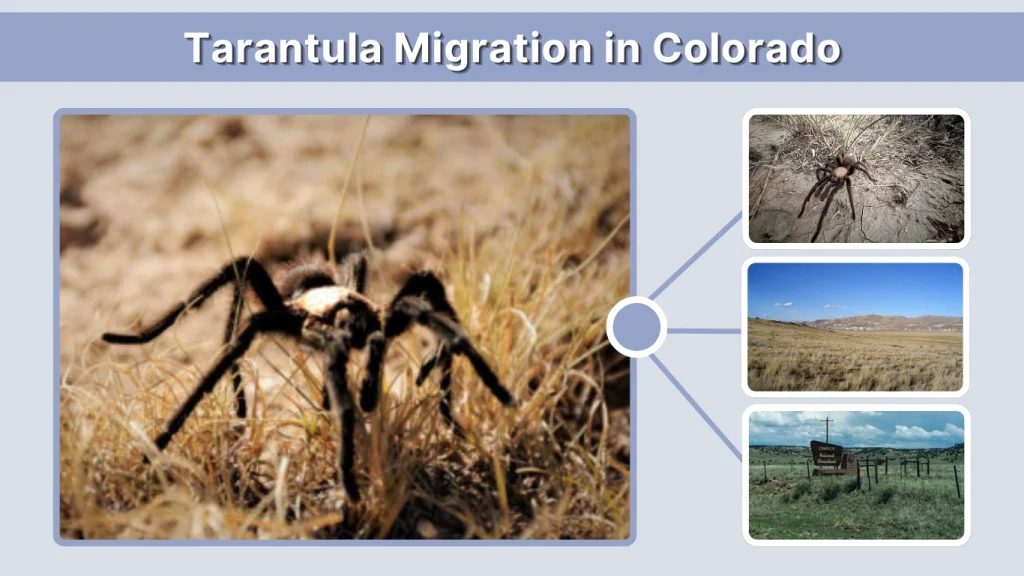 Tarantula Migration in Colorado