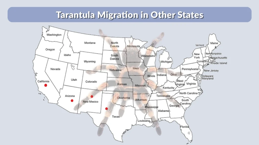 Tarantula Migration in Other States