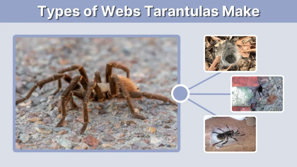 Types of Webs Tarantulas Make