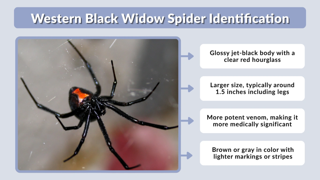 Western Black Widow Spider Identification
