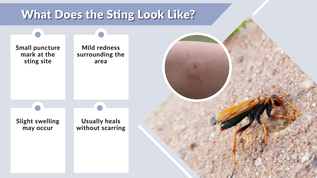 What Does the Sting Look Like
