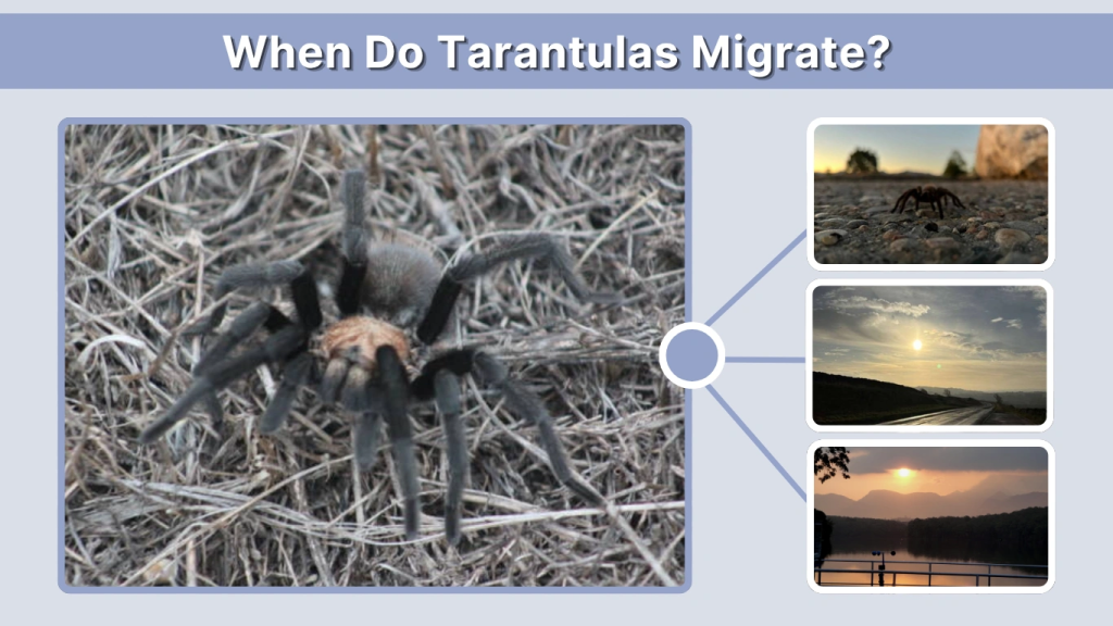 When Do Tarantulas Migrate