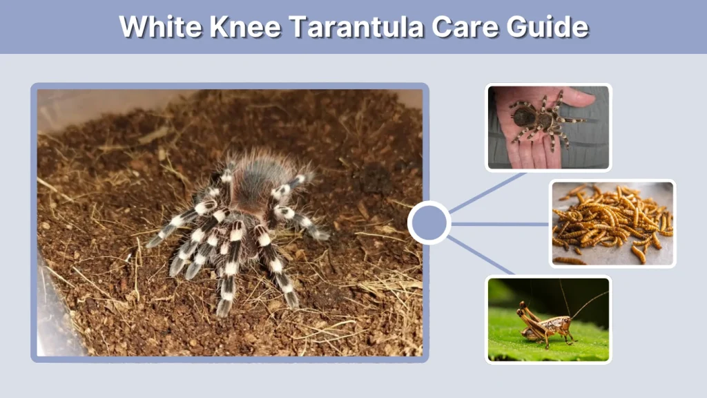 White Knee Tarantula Care Guide