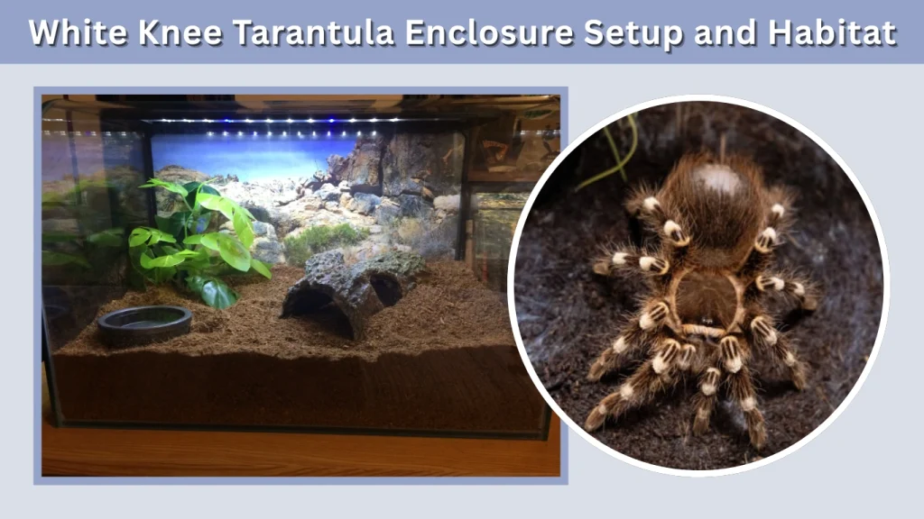 White Knee Tarantula Enclosure Setup and Habitat