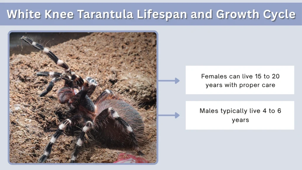 White Knee Tarantula Lifespan and Growth Cycle