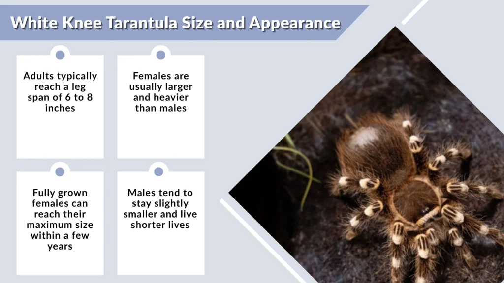 White Knee Tarantula Size and Appearance
