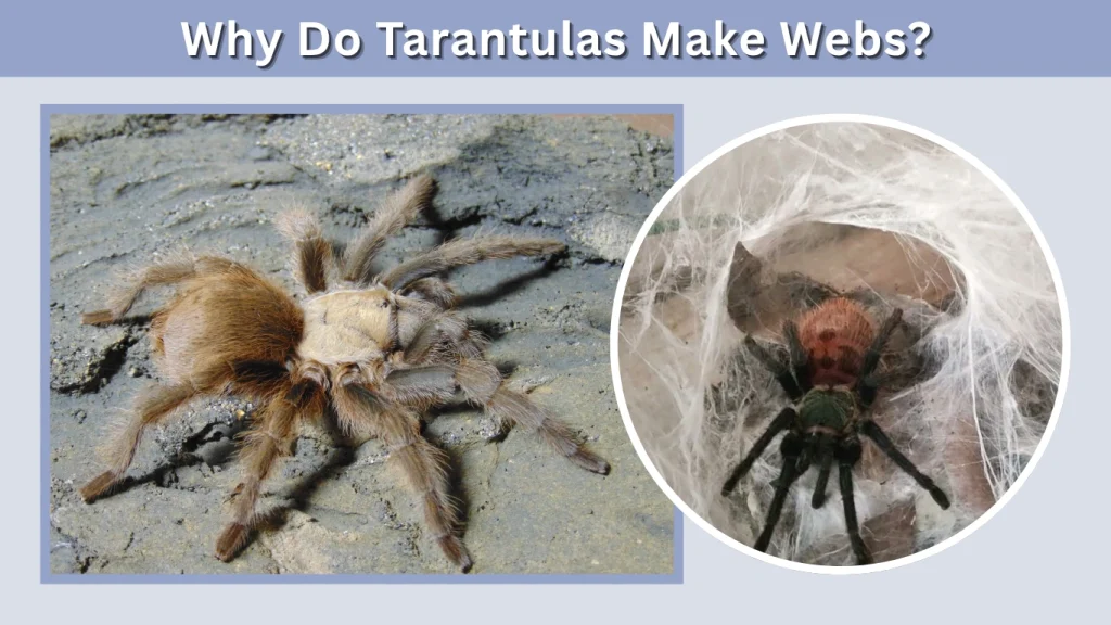 Why Do Tarantulas Make Webs