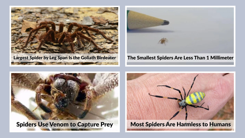 Most Spiders Are Harmless to Humans