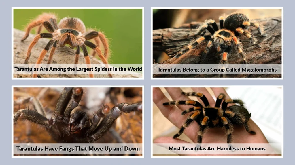 Most Tarantulas Are Harmless to Humans
