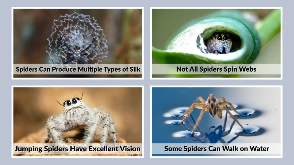 Some Spiders Can Walk on Water