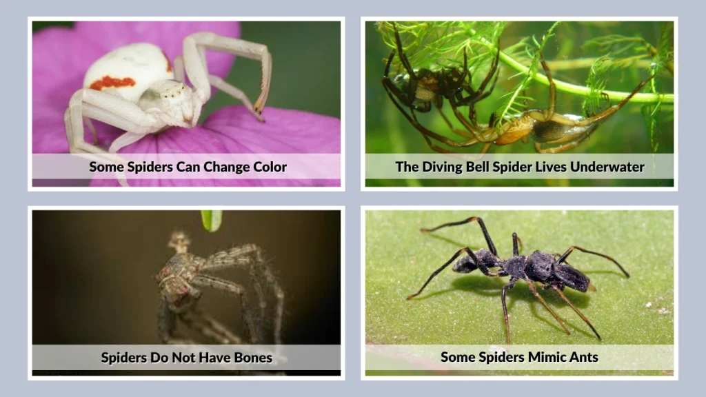 Some Spiders Mimic Ants