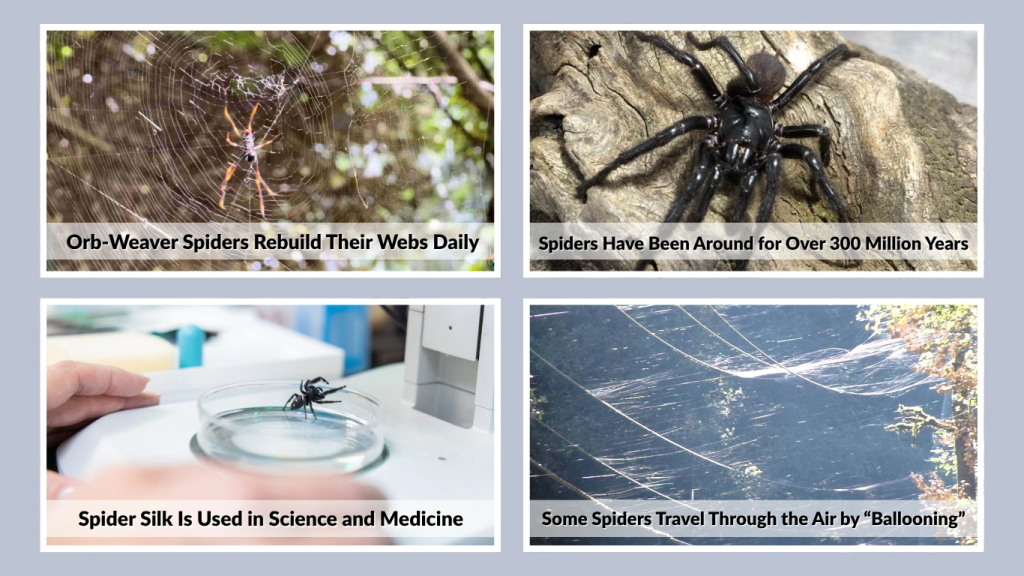 Some Spiders Travel Through the Air by “Ballooning”