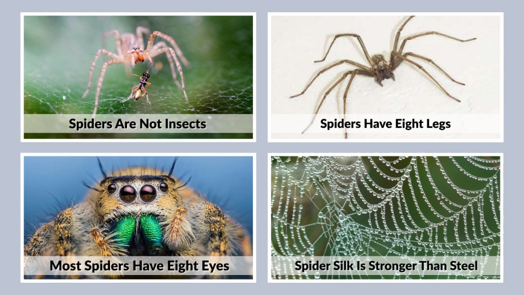 Spiders Are Not Insects