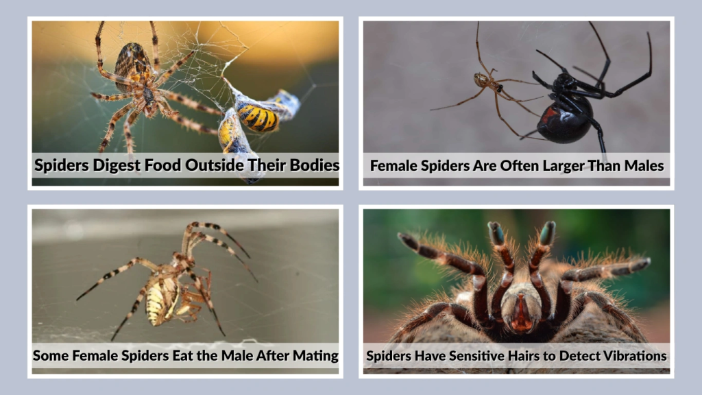 Spiders Have Sensitive Hairs to Detect Vibrations
