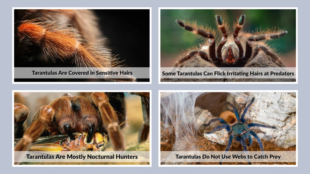 Tarantulas Do Not Use Webs to Catch Prey