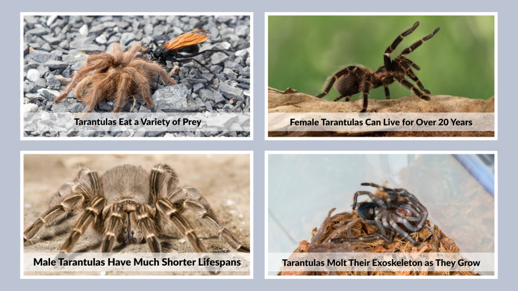 Tarantulas Molt Their Exoskeleton as They Grow