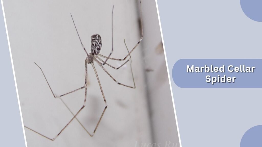 Marbled Cellar Spider