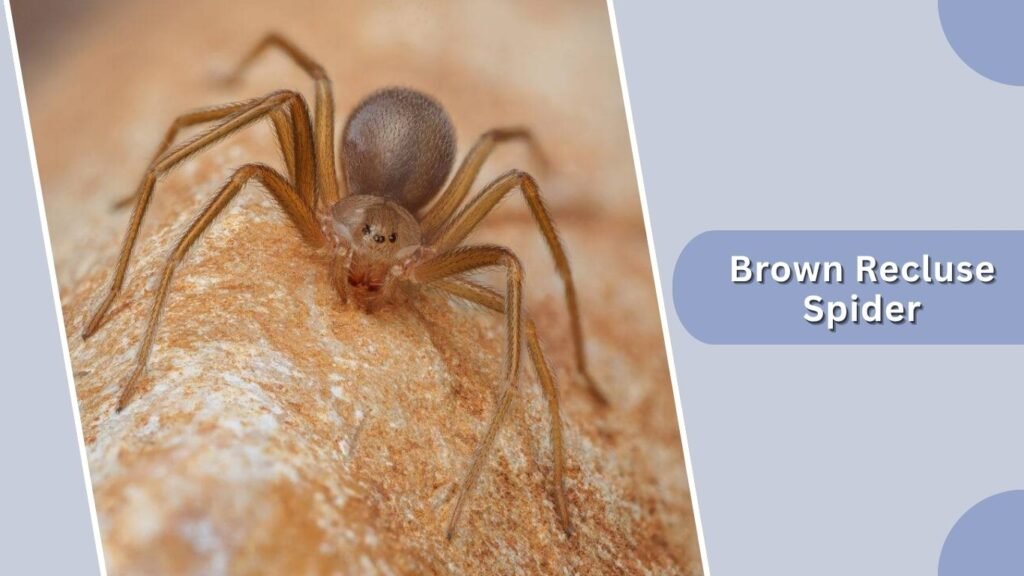 Brown Recluse Spider