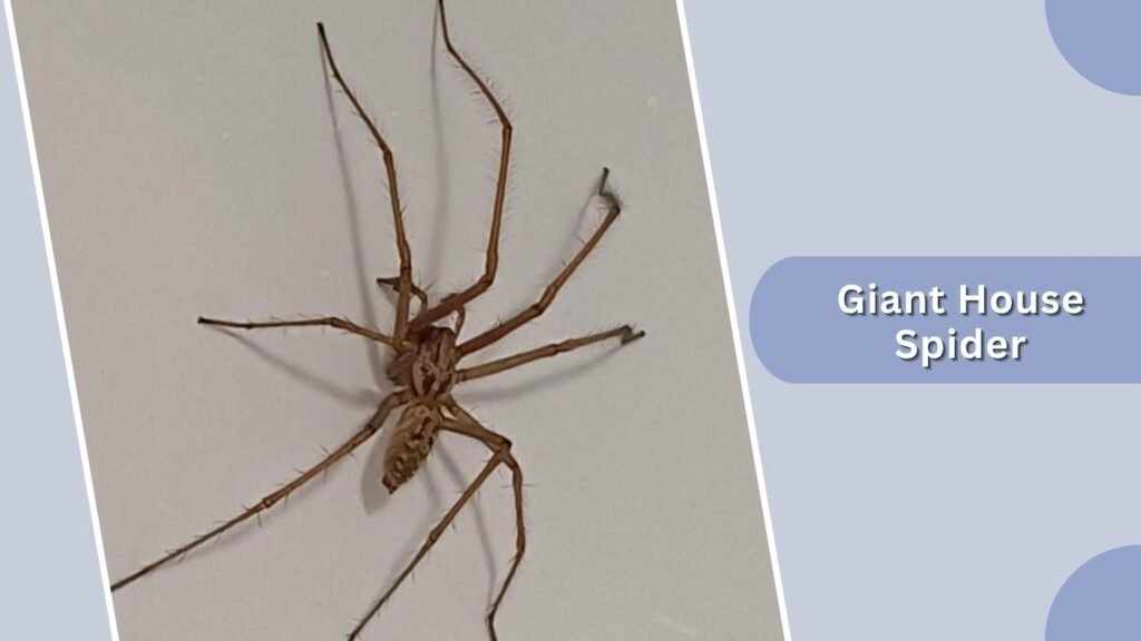 Giant House Spider