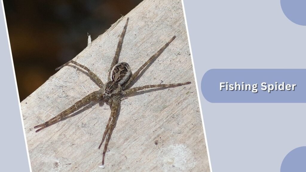 Fishing Spider