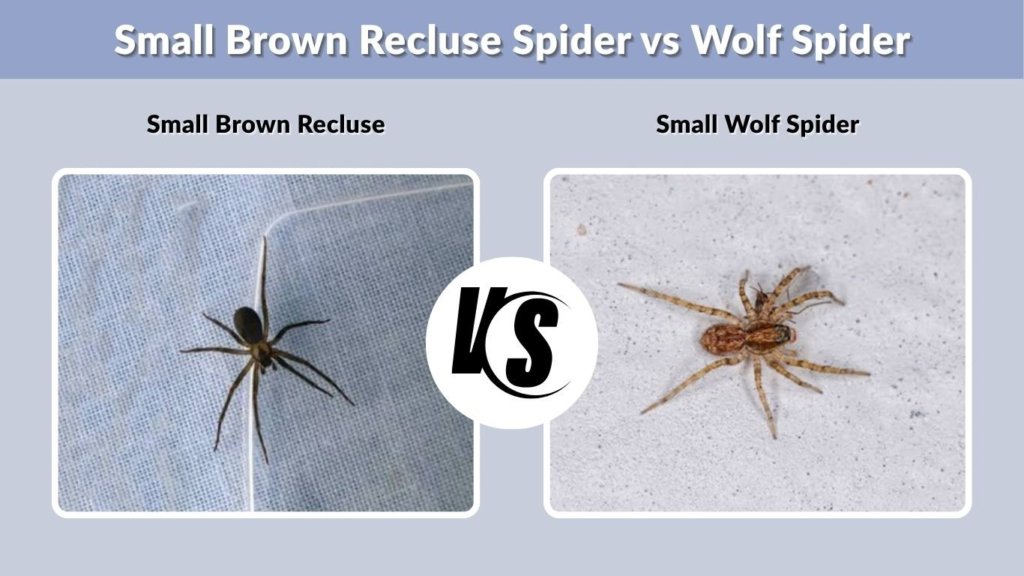 Small Brown Recluse Spider vs Wolf Spider