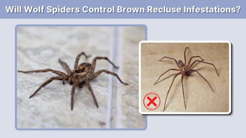 Will Wolf Spiders Control Brown Recluse Infestations?