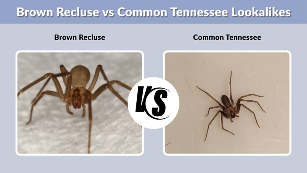 Brown Recluse vs Common Tennessee Lookalikes