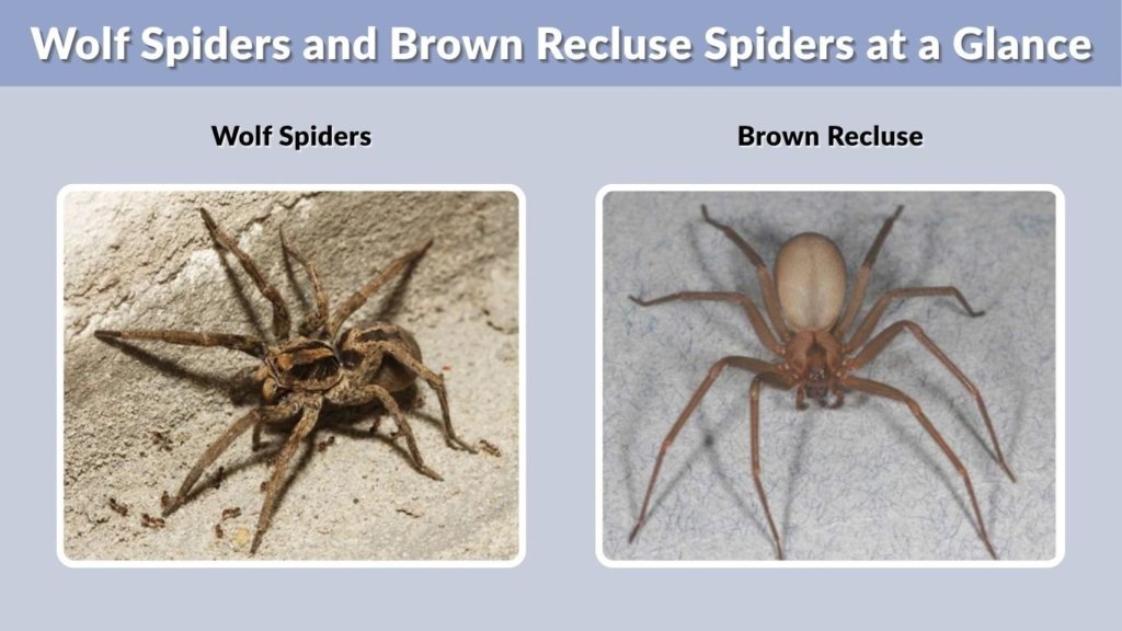 Wolf Spiders and Brown Recluse Spiders at a Glance