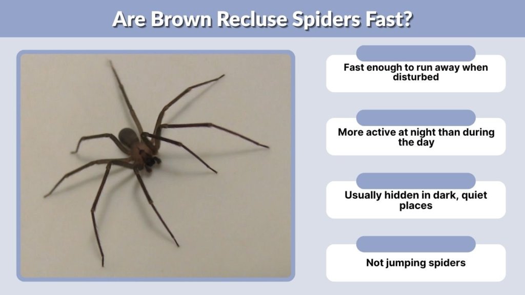 Are Brown Recluse Spiders Fast?