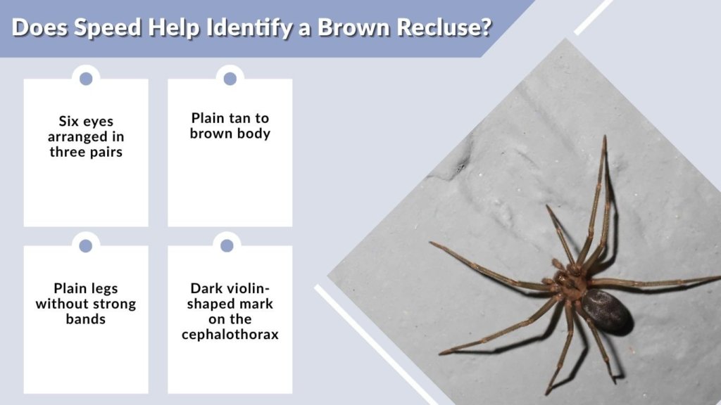 Does Speed Help Identify a Brown Recluse?