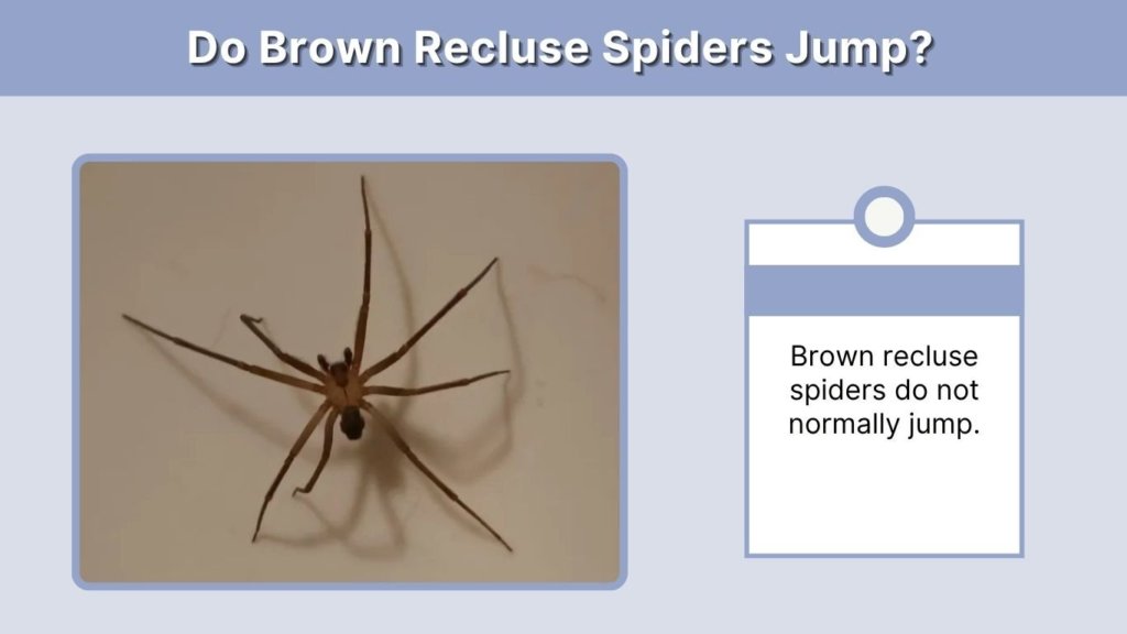 Do Brown Recluse Spiders Jump?