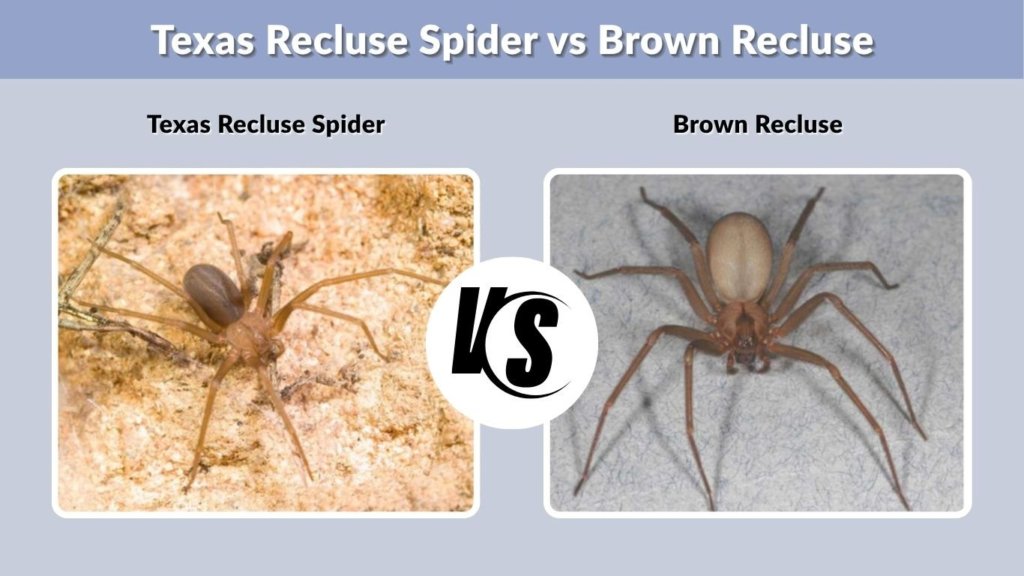 Texas Recluse Spider vs Brown Recluse