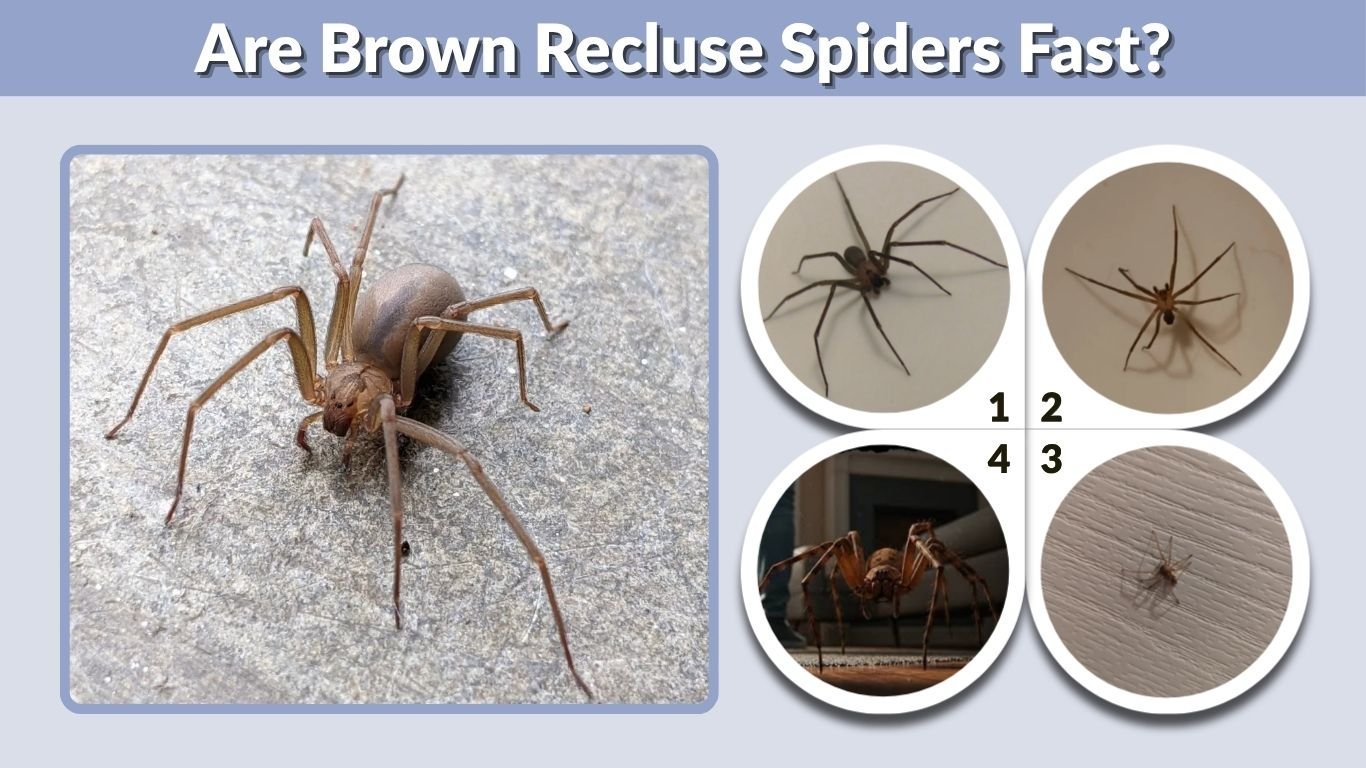 Are Brown Recluse Spiders Fast? Speed and Behavior Guide