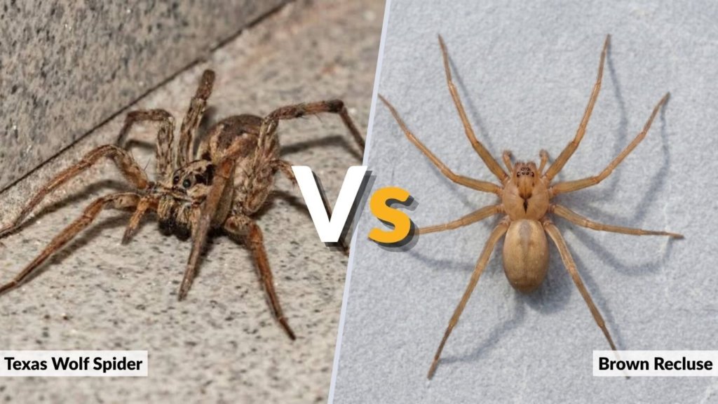 Texas Wolf Spider vs Brown Recluse