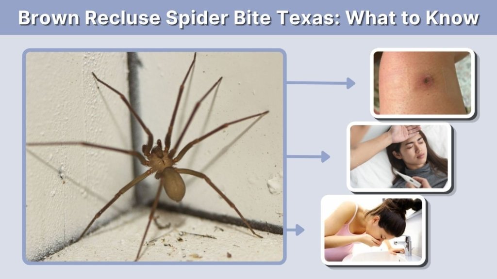 Brown Recluse Spider Bite Texas: What to Know