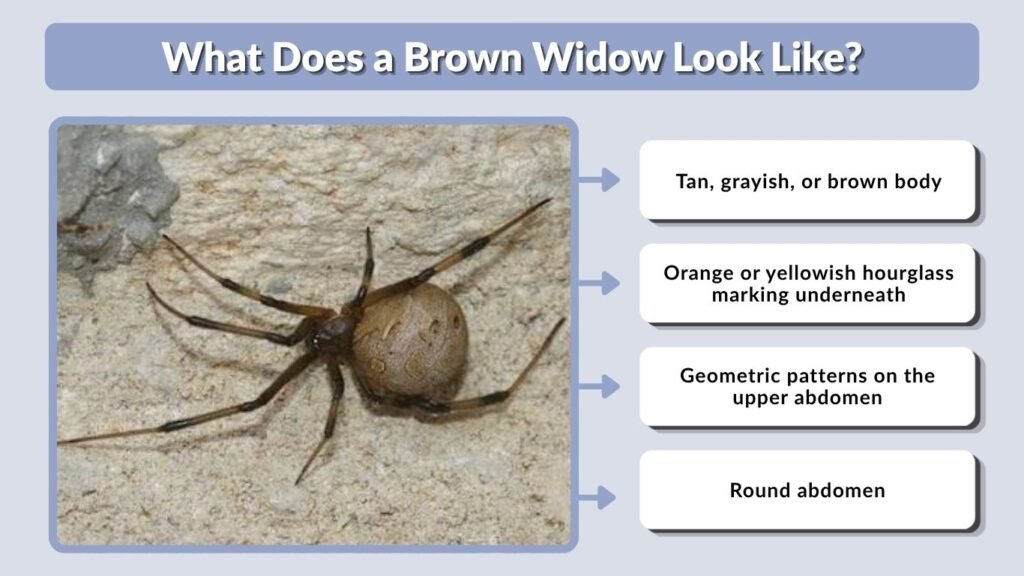 What Does a Brown Widow Look Like?