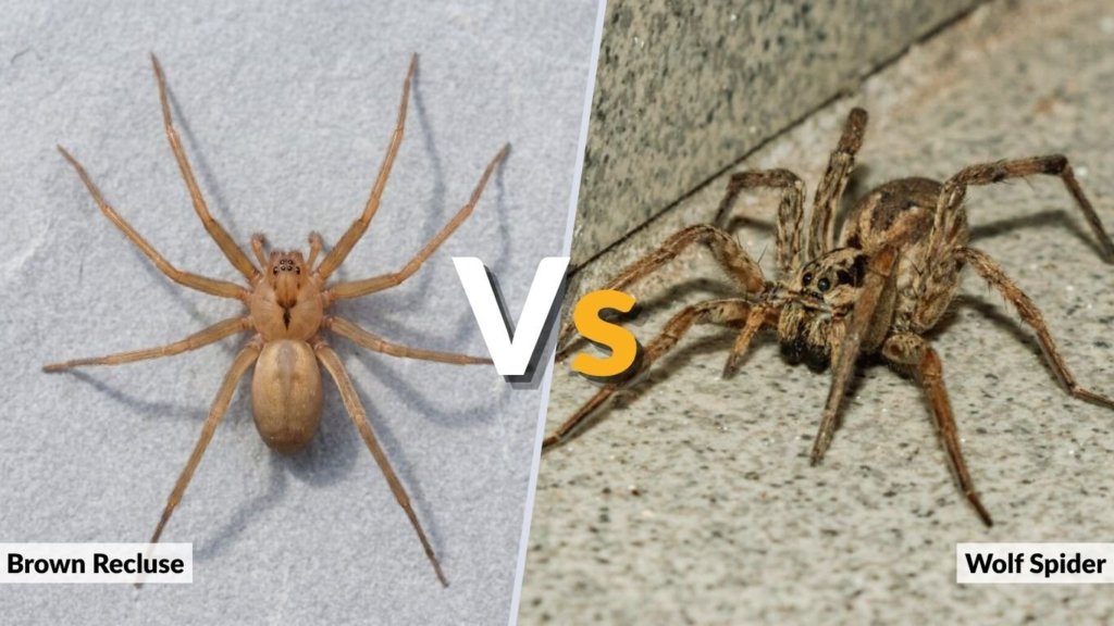 Brown Recluse vs Wolf Spider: How to Tell the Difference