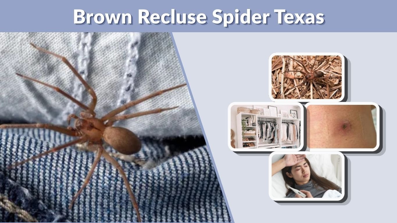 Brown Recluse Spider Texas: Identification, Bites & Control
