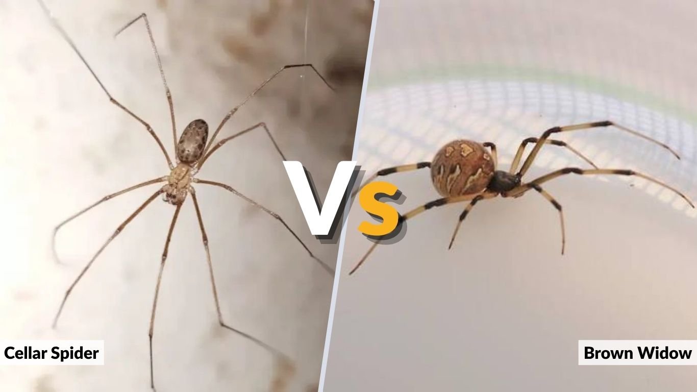 Cellar Spider vs Brown Widow: Key Differences and Risks