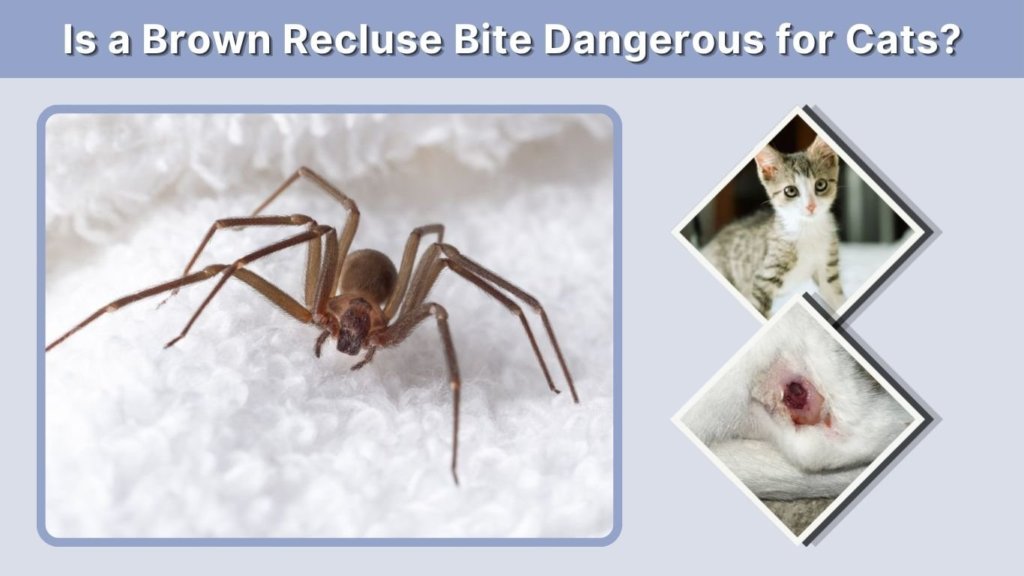 Is a Brown Recluse Bite Dangerous for Cats?