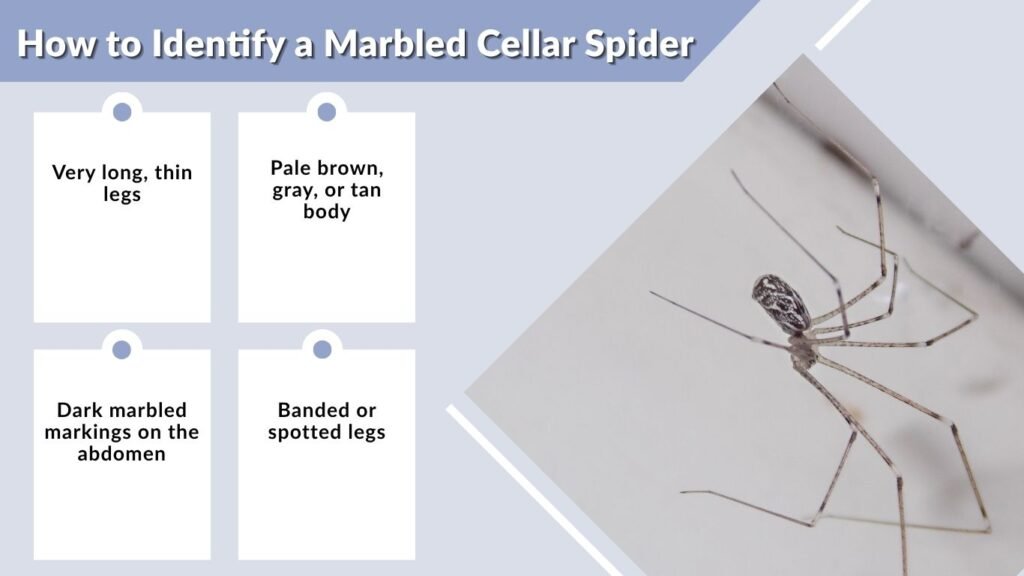 How to Identify a Marbled Cellar Spider